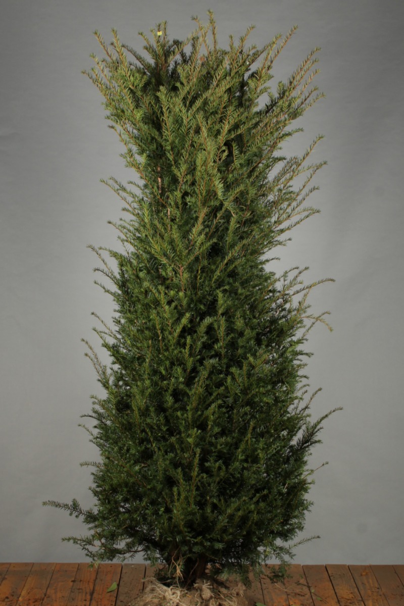 Europische Eibe Wurzelballen 175-200 cm - Hedgy Heckenpflanzen
