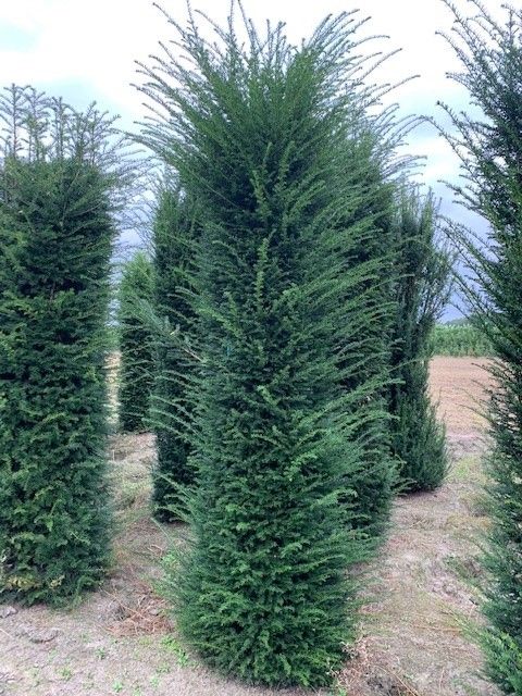 Europische Eibe Wurzelballen 250-300 cm - Hedgy Heckenpflanzen