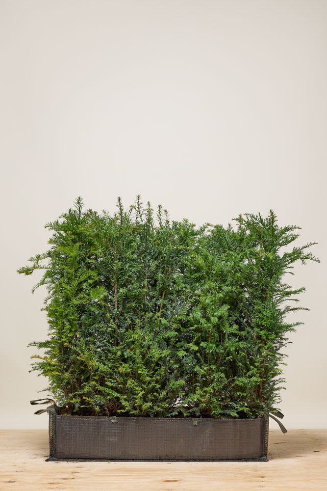 Efeu Fertighecke 180 cm - Hedgy Heckenpflanzen