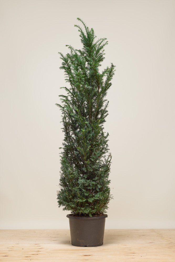 Europäische Eibe Topf 150-175 cm Topf