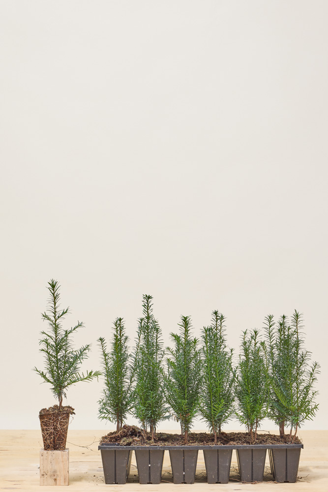 Europäische Eibe Wurzelballen 20-30 cm Wurzelballen