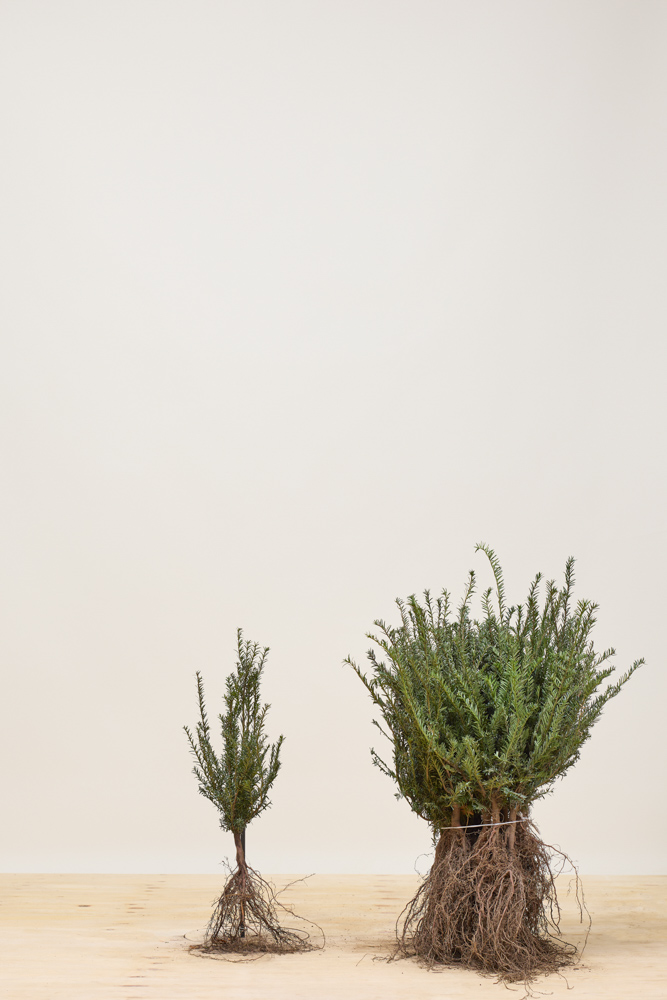 Europäische Eibe Wurzelware 20-30 cm Wurzelware