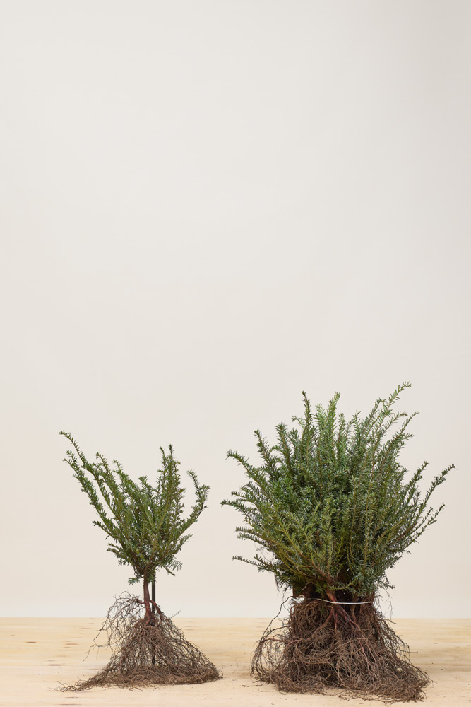 Europäische Eibe Wurzelware 30-40 cm Wurzelware