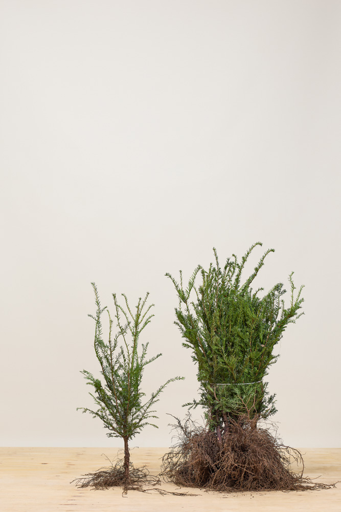 Europäische Eibe Wurzelware 40-60 cm Wurzelware