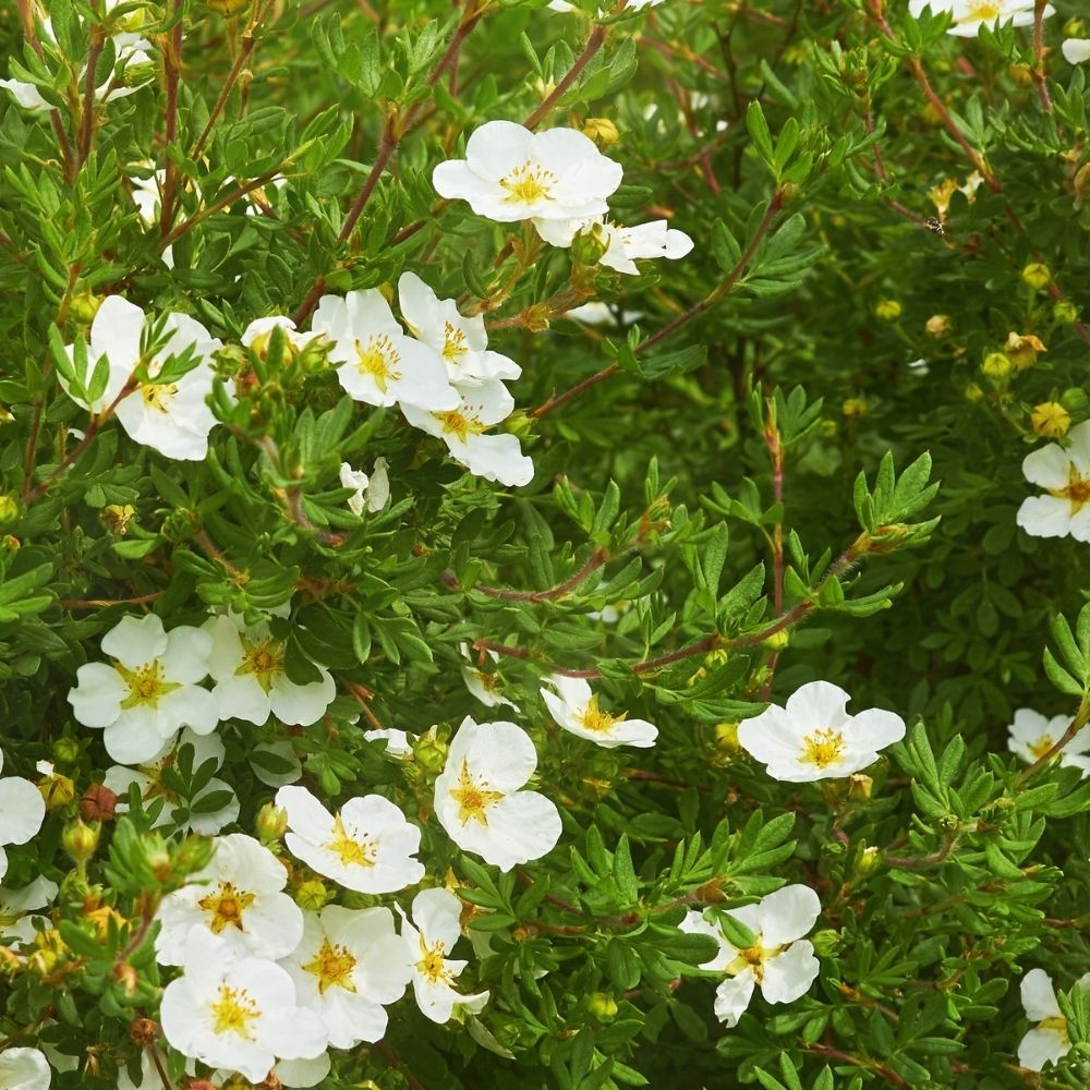 Fingerstrauch&#x20;Abbotswood