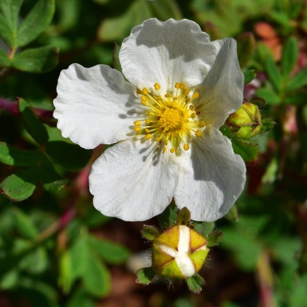 Fingerstrauch-Abbotswood-ALG&#x20;INZ