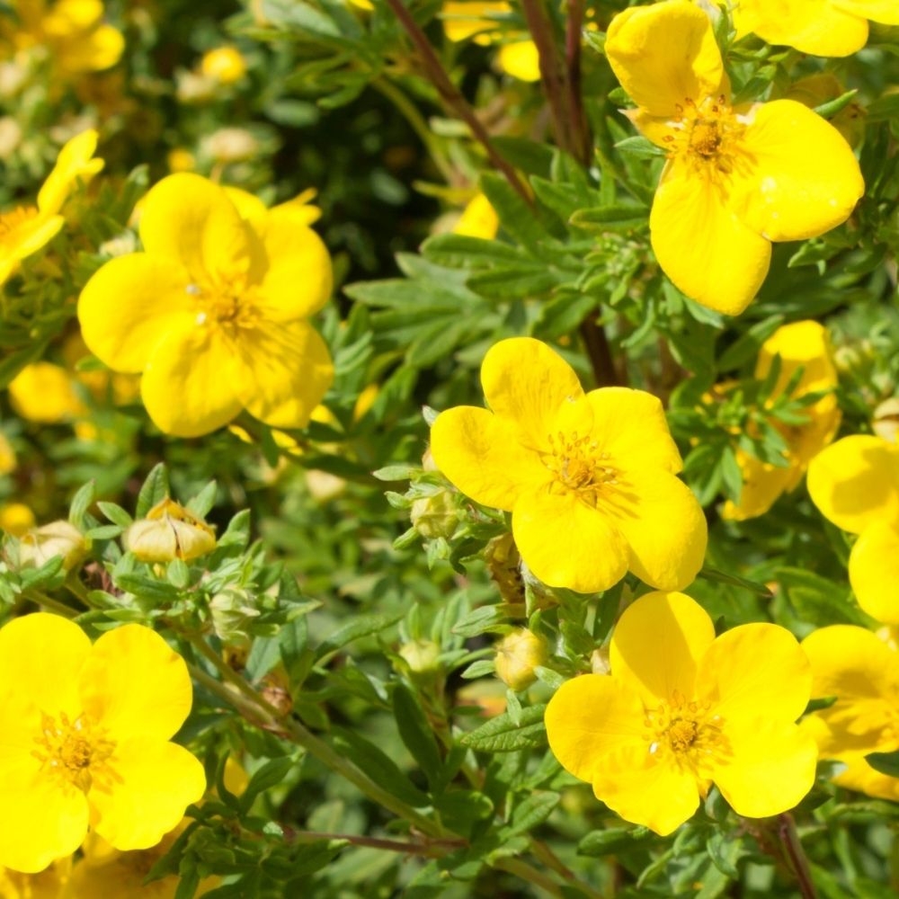 Fingerstrauch&#x20;Goldfinger