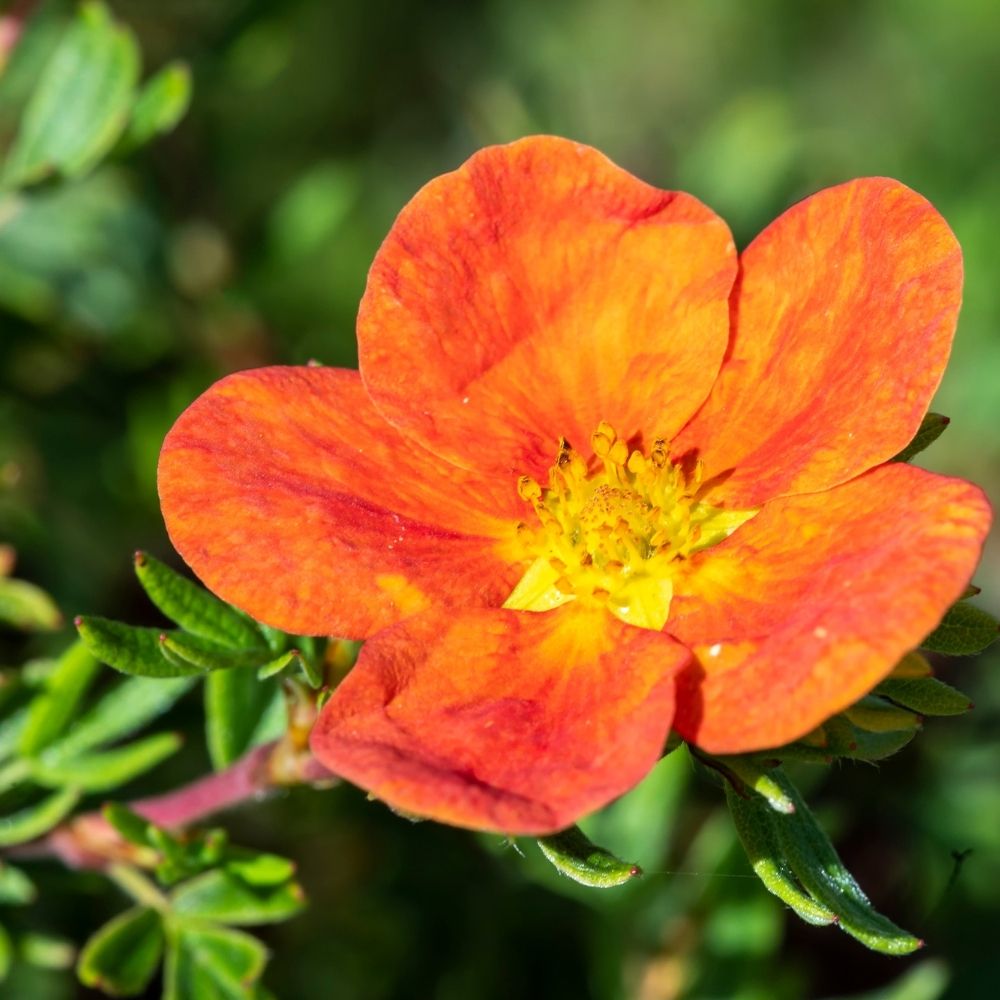 Fingerstrauch&#x20;Red&#x20;Ace