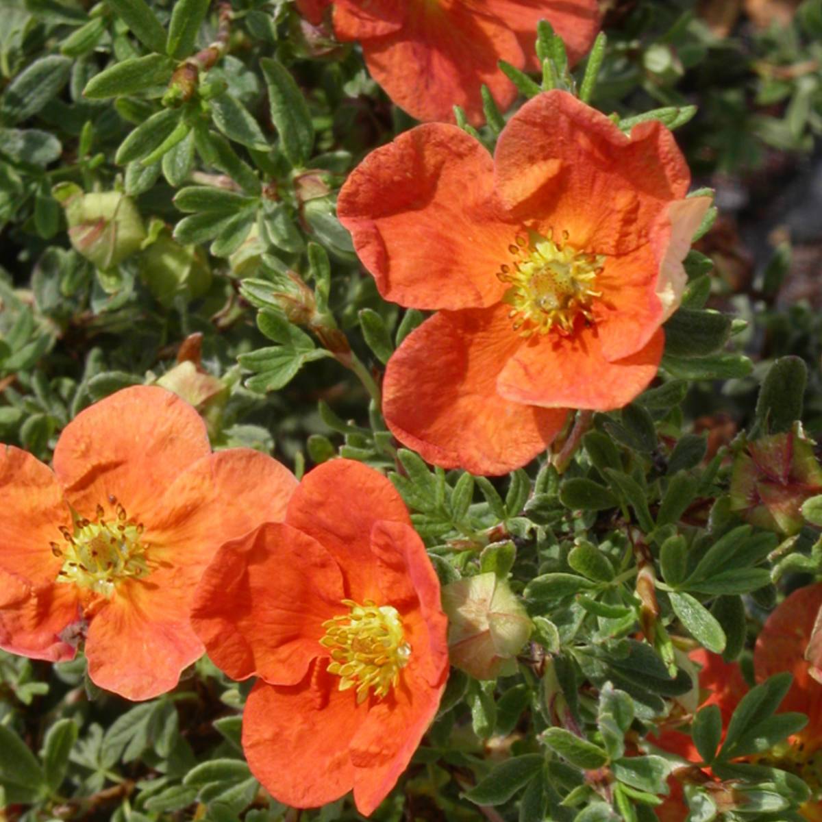 Fingerstrauch-Red-Ace-ALG&#x20;INZ