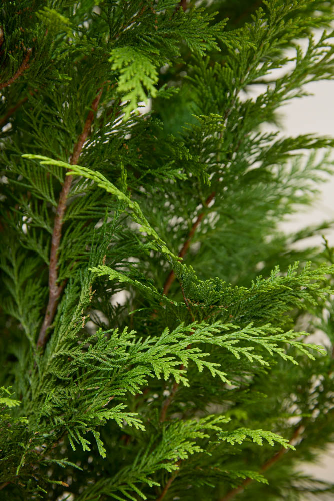 Gelbe-Scheinzypresse-ALG INZ