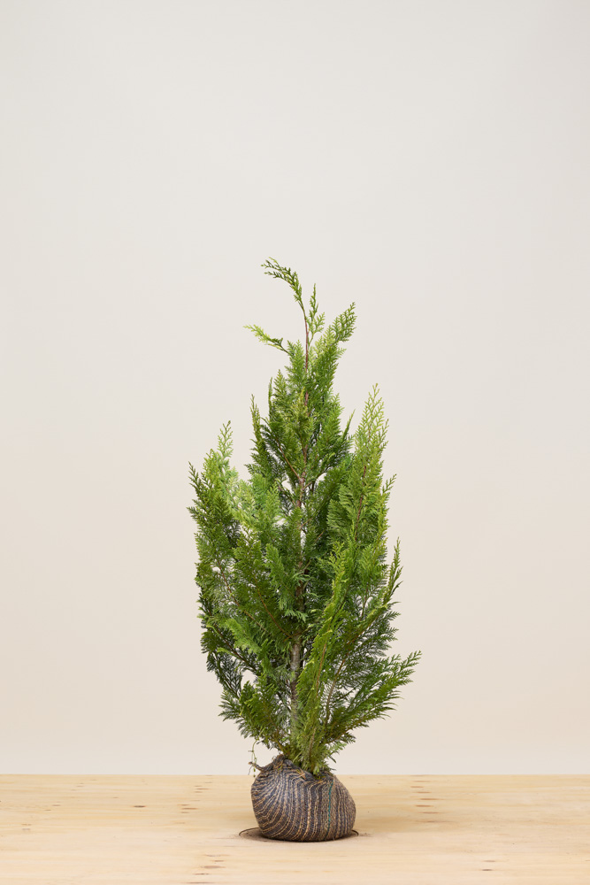 Gelbe Scheinzypresse Wurzelballen 100-125 cm Wurzelballen