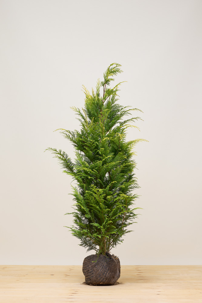 Gelbe Scheinzypresse Wurzelballen 125-150 cm Wurzelballen