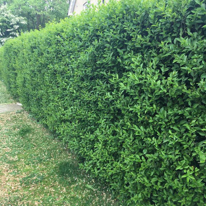 Gemeiner&#x20;Liguster