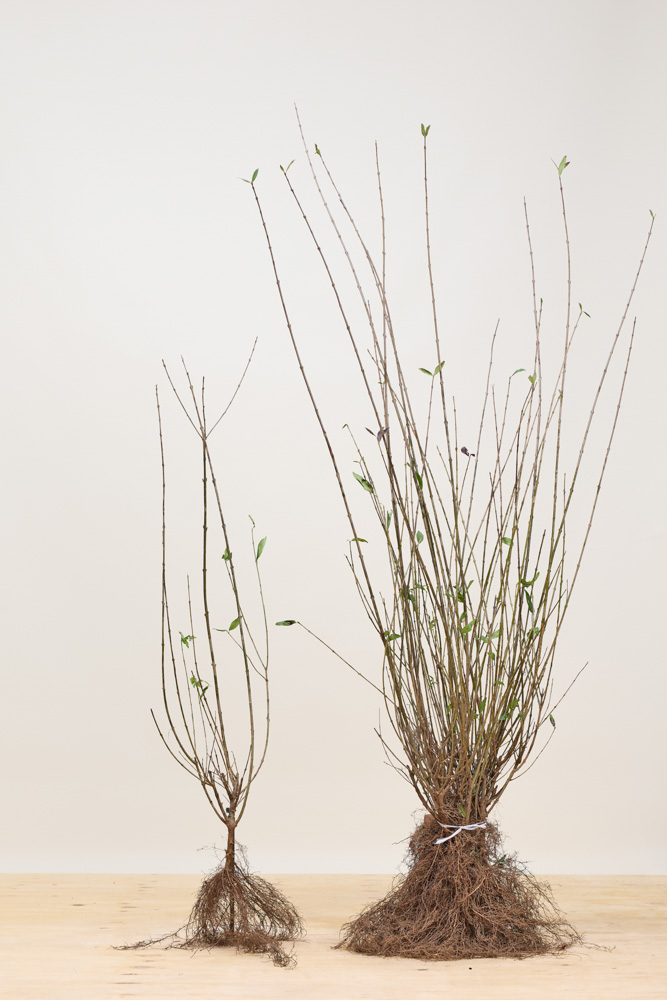 Gemeiner Liguster Wurzelware 100-125 cm Wurzelware