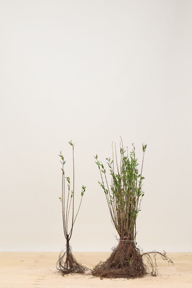 Gemeiner Liguster Wurzelware 40-60 cm Wurzelware