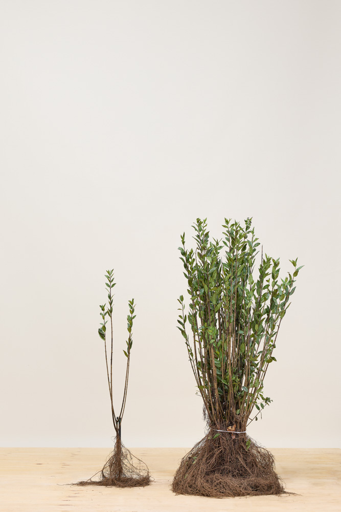 Gemeiner-Liguster-Wurzelware-60-80