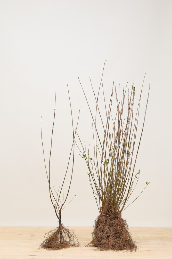 Gemeiner Liguster Wurzelware 80-100 cm Wurzelware