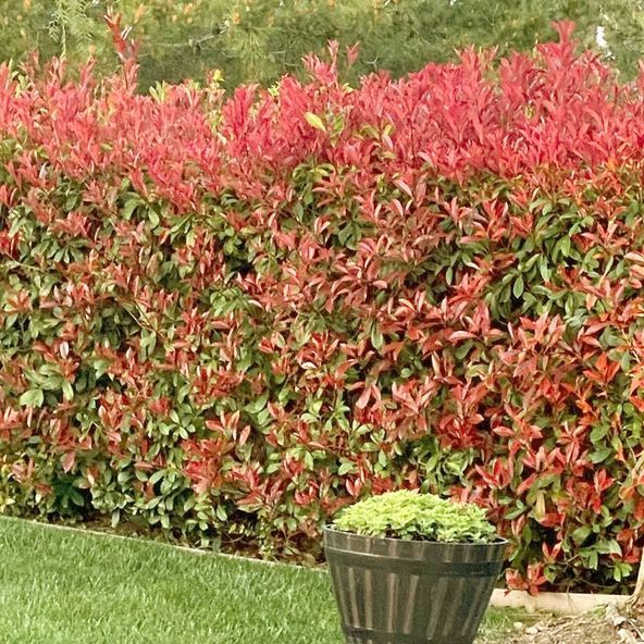 Glanzmispel&#x20;&#x27;Red&#x20;Robin&#x27;