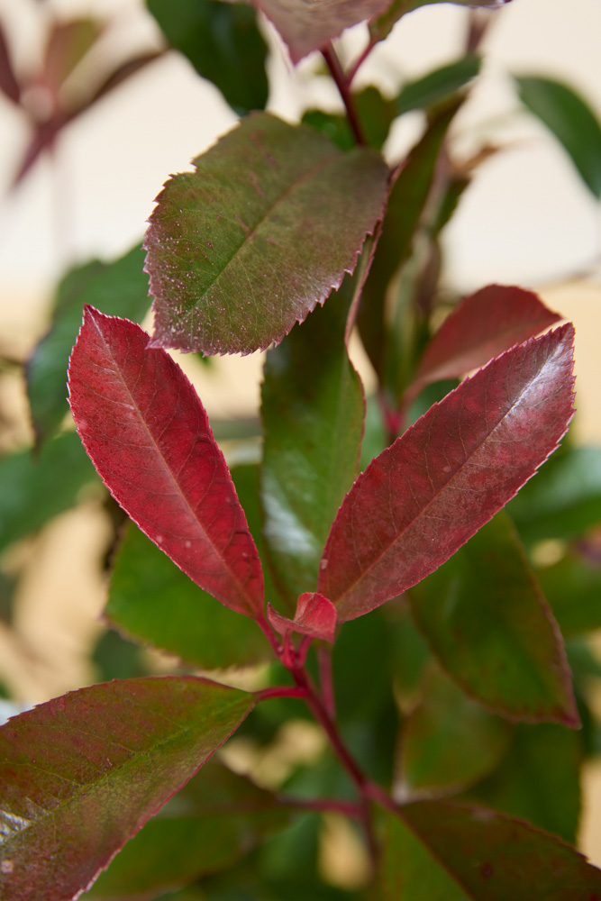 Glanzmispel-ALG&#x20;INZ