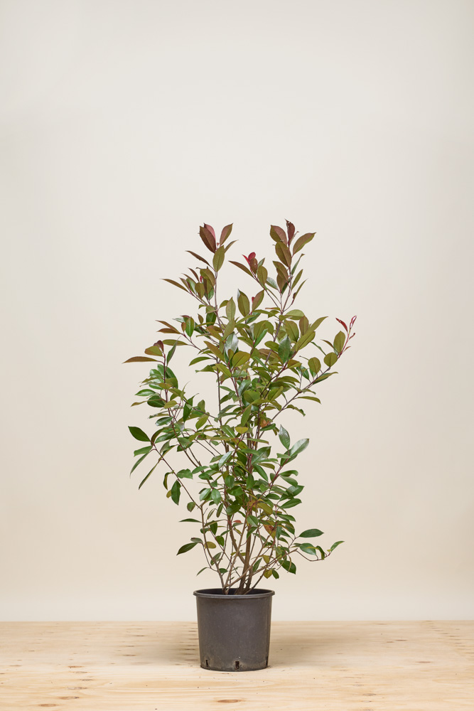 Glanzmispel Topf 100-125 cm Topf