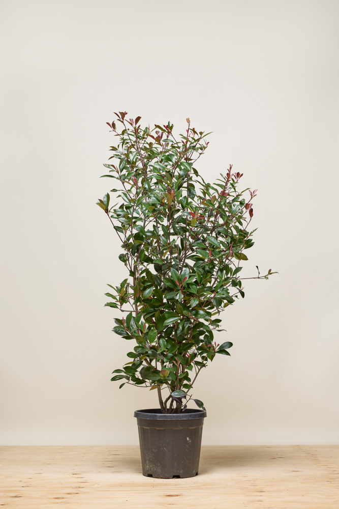 Glanzmispel Topf 125-150 cm Topf