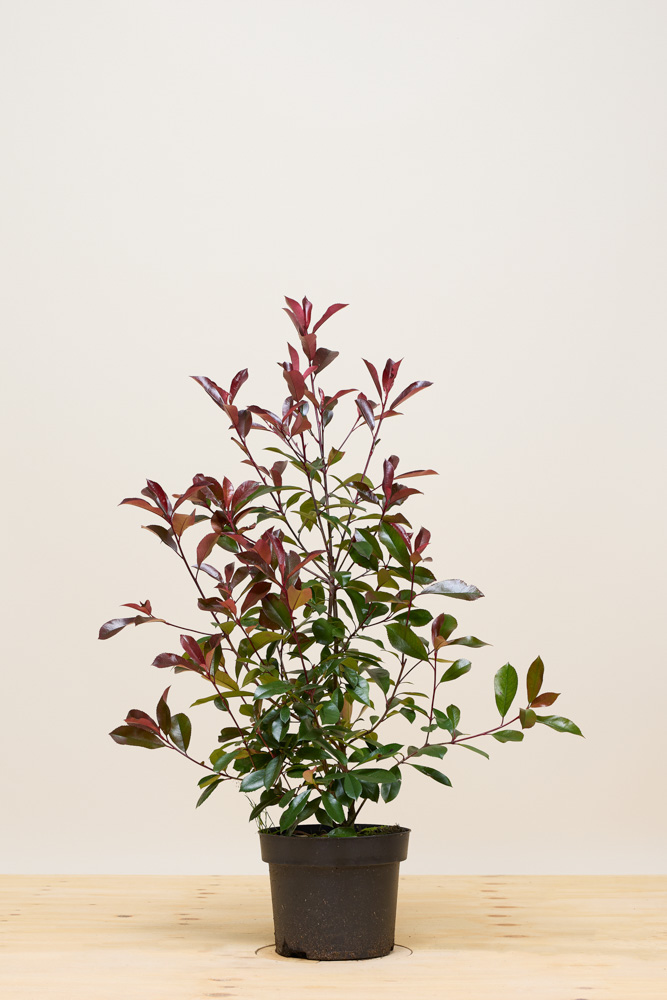 Glanzmispel Topf 80-100 cm Topf