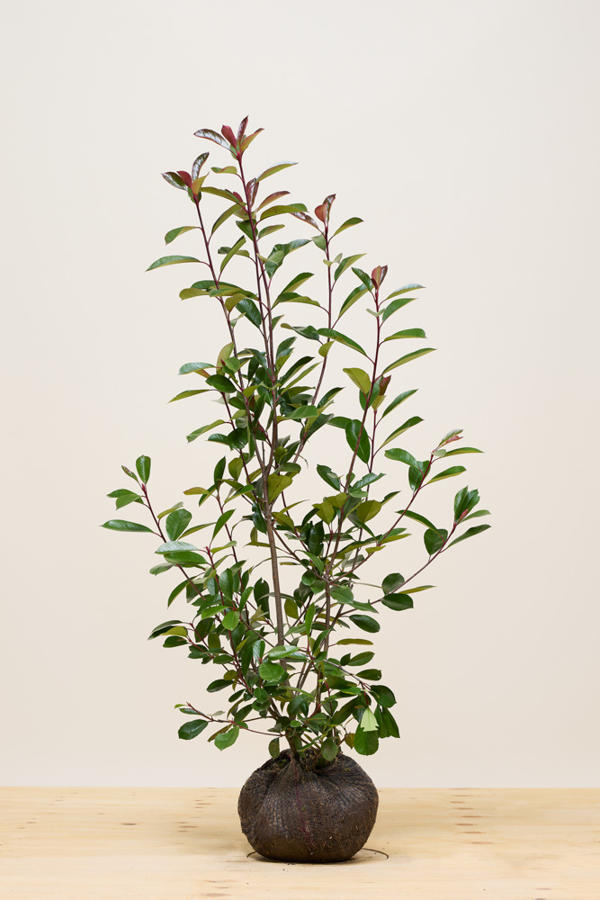 Glanzmispel-Wurzelballen-100-125