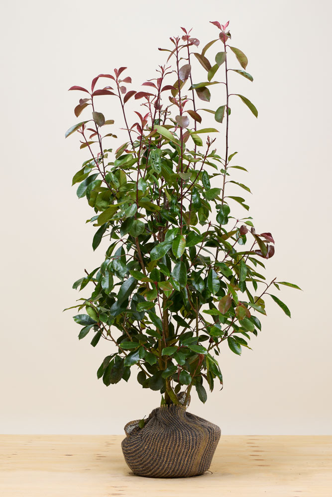 Glanzmispel Wurzelballen 125-150 cm Wurzelballen