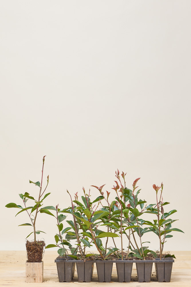 Glanzmispel-Wurzelballen-20-25