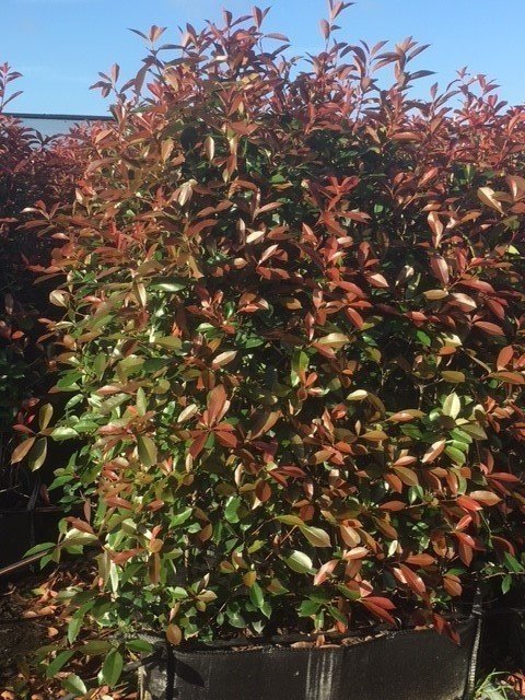 gummibaum wie groß werden sie Gummibaum (Ficus elastica) 'Robusta' kaufen main image 0