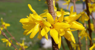 Forsythie (Forsythia) - Strucher fr Hecke kaufen - Hedgy Heckenpflanzen
