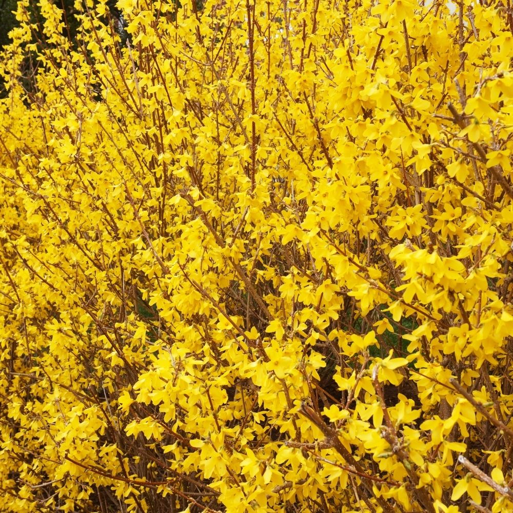 Forsythie (Forsythia) - Strucher fr Hecke kaufen - Hedgy Heckenpflanzen