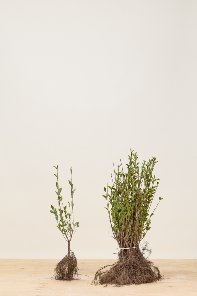 Goldliguster-Wurzelware-40-60