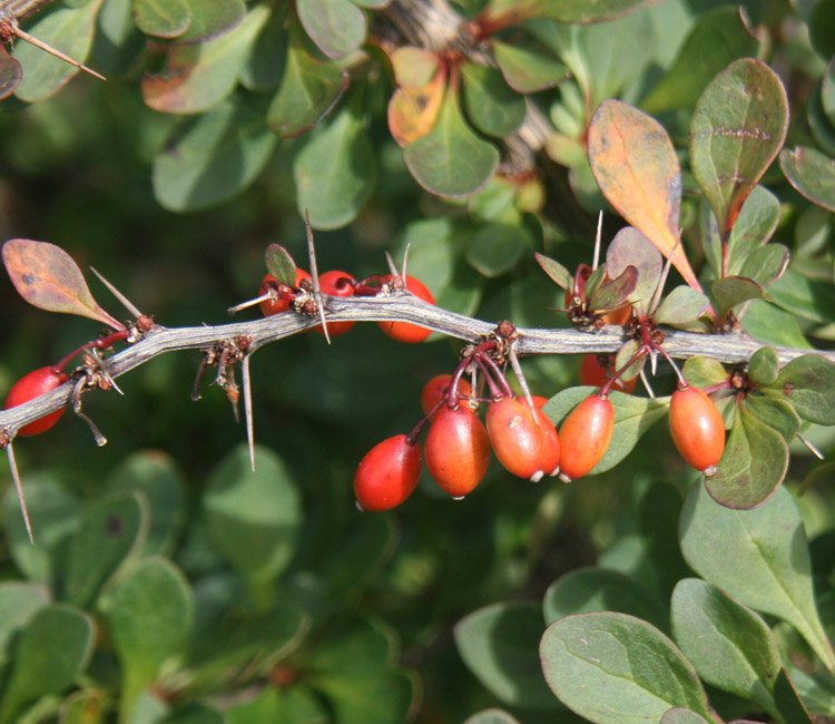 welchen dünger für obst und gemüse Obst und Gemüse Dünger von Flora Boost für gesunde Pflanzen und  ertragreiche Ernten main image 0