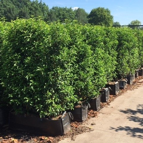 Große-Fertighecken-ALG