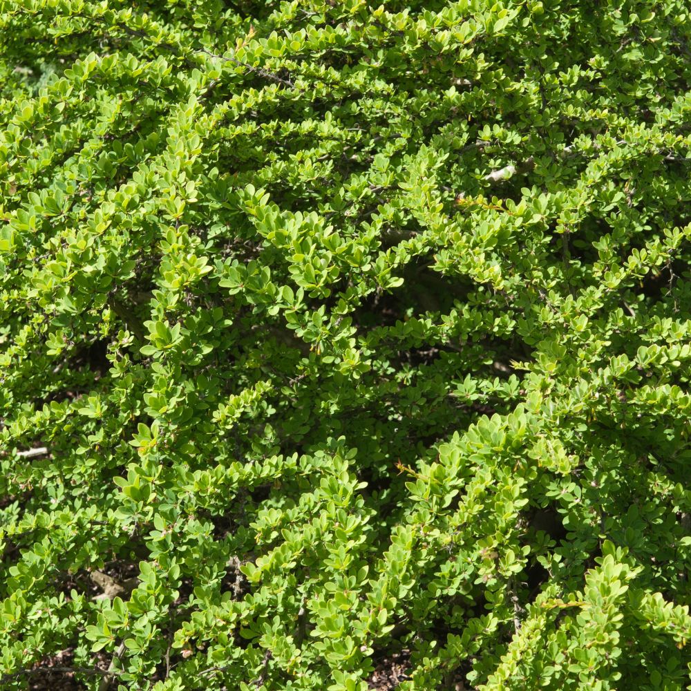 Gr&#xFC;ne&#x20;Heckenberberitze