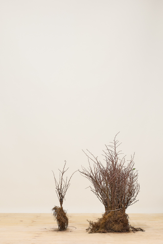 Grüne Heckenberberitze Wurzelware 30-40 cm Wurzelware