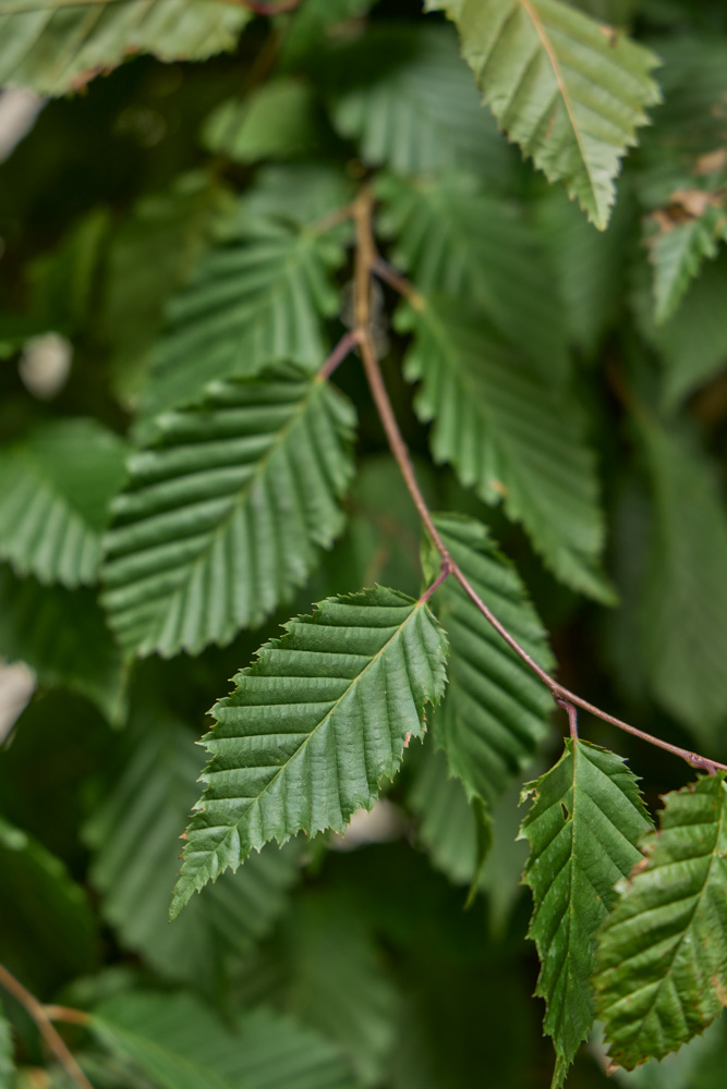 Hainbuche-ALG&#x20;INZ