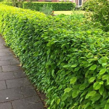 Hainbuche - Weißbuche