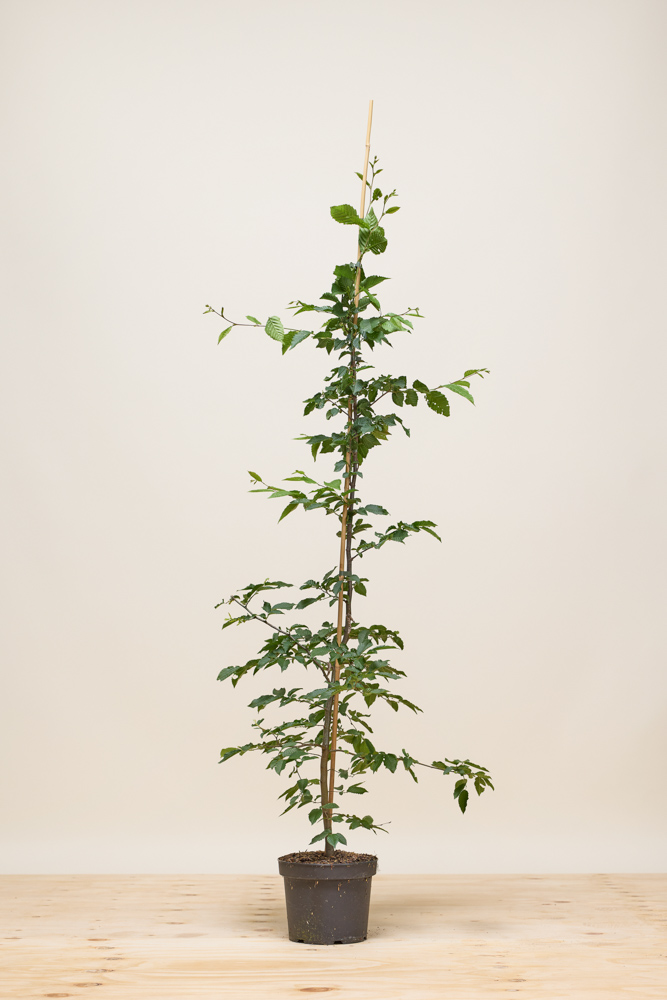 Hainbuche Topf 125-150 cm Topf