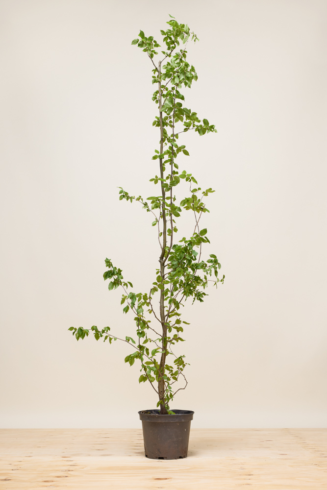 Hainbuche Topf 175-200 cm Topf