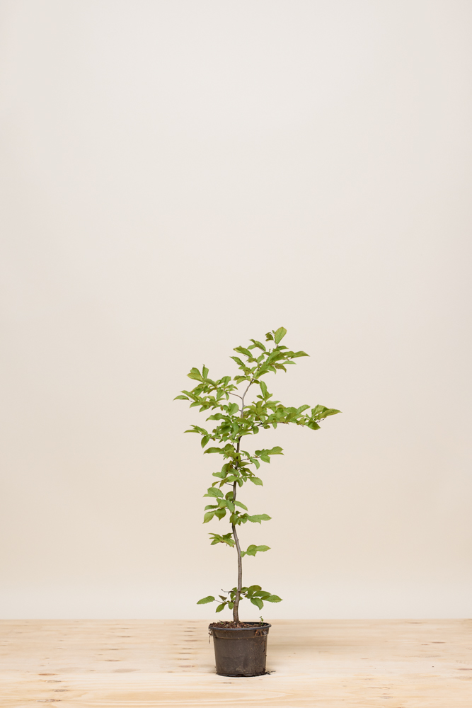 Hainbuche Topf 60-80 cm Topf