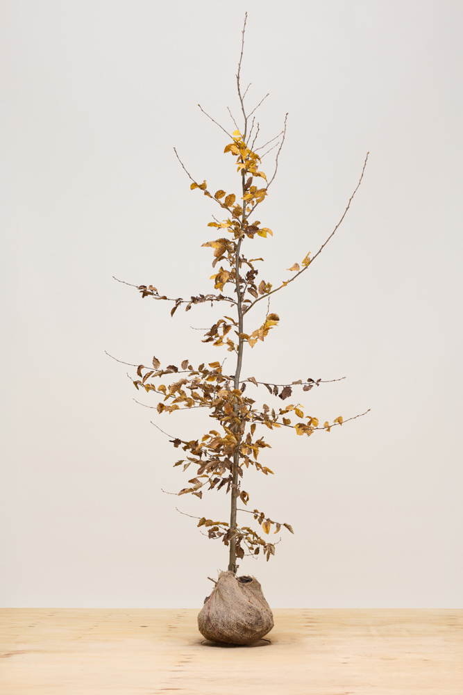 Hainbuche Wurzelballen 175-200 cm Wurzelballen