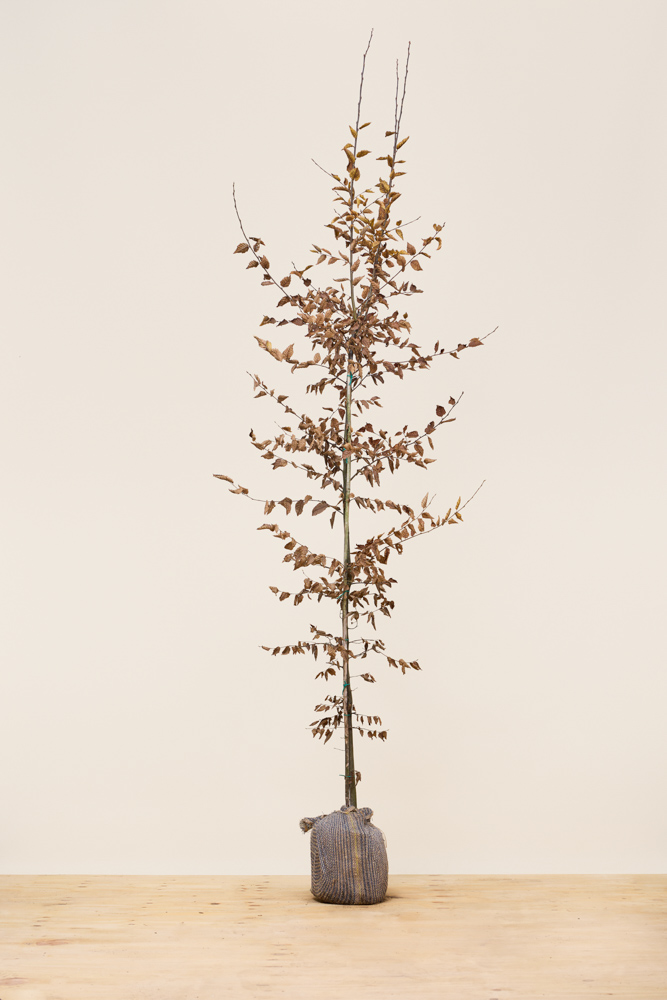 Hainbuche Wurzelballen 200-225 cm Wurzelballen