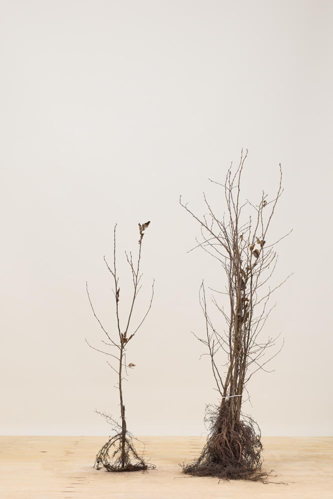 Hainbuche Wurzelware 100-125 cm Wurzelware