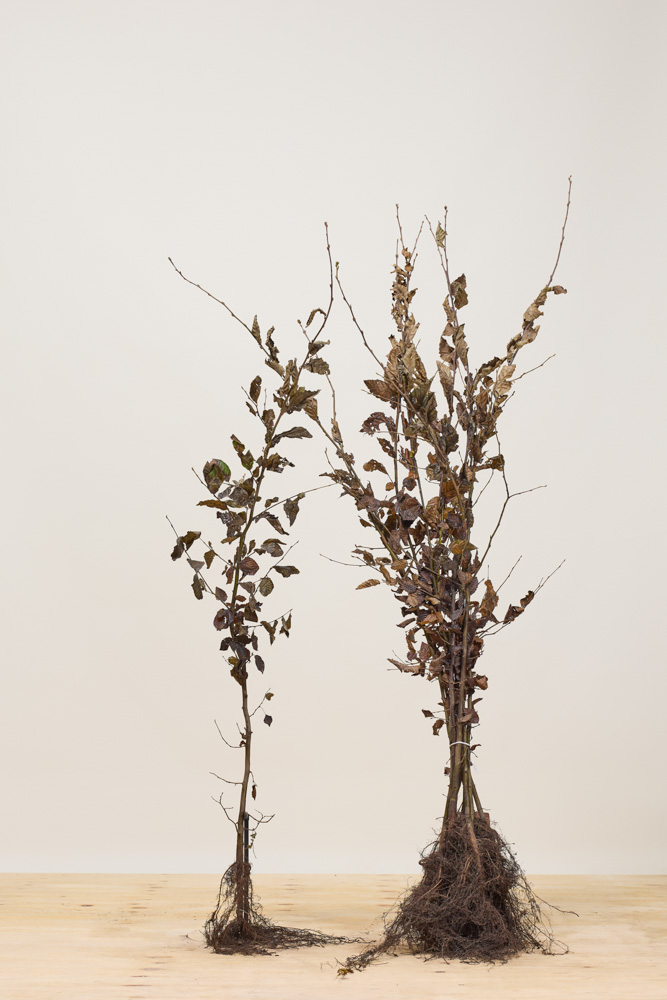 Hainbuche Wurzelware 125-150 cm Wurzelware