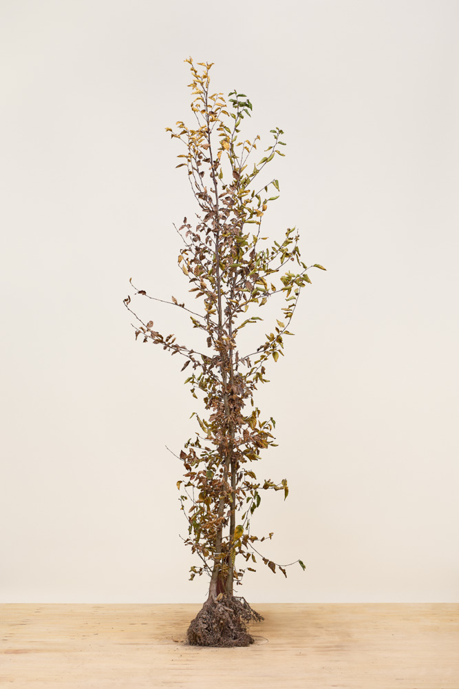 Hainbuche Wurzelware 175-200 cm Wurzelware