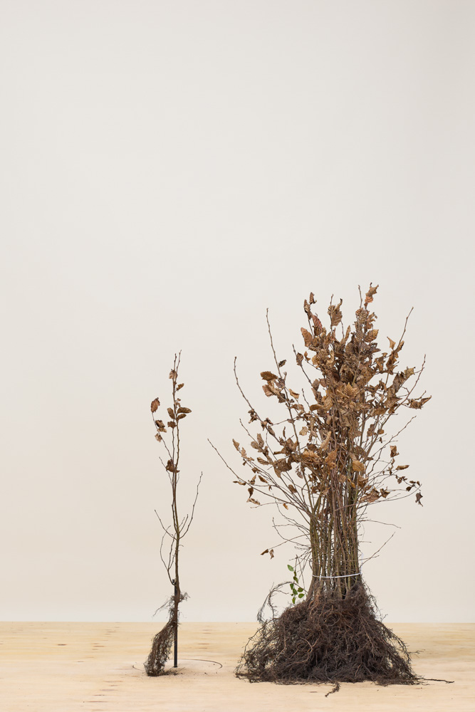 Hainbuche Wurzelware 60-80 cm Wurzelware