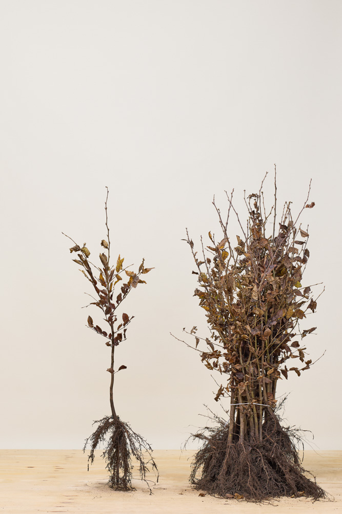 Hainbuche Wurzelware 80-100 cm Wurzelware