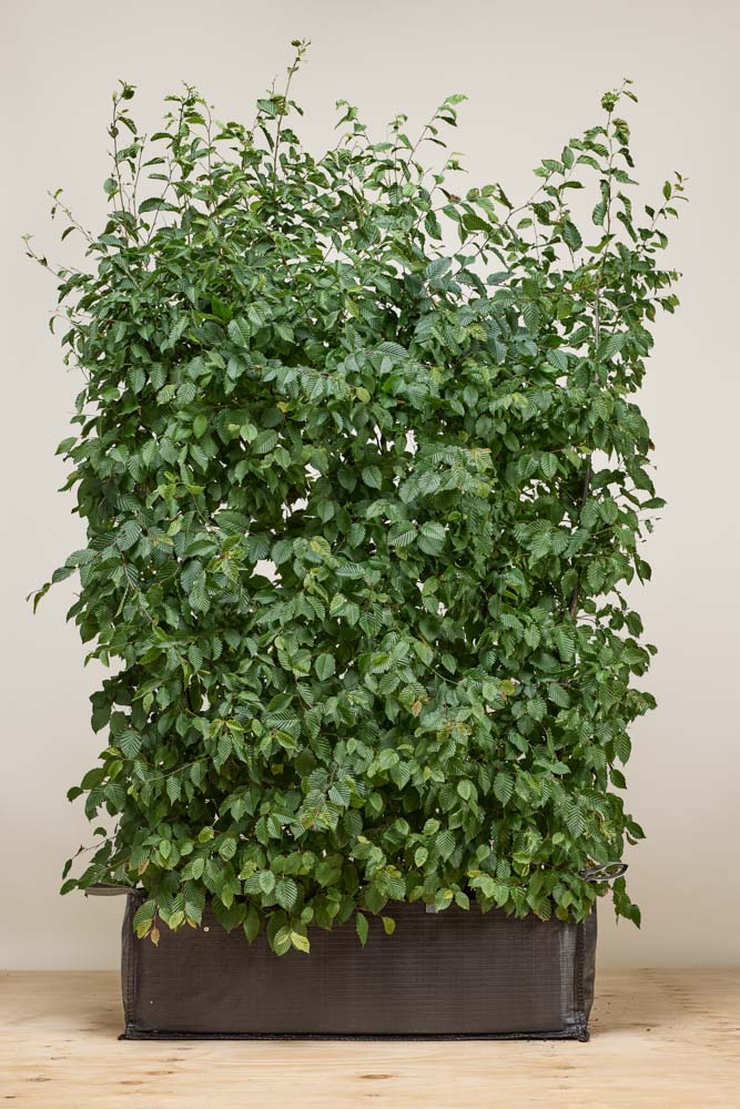 Hainbuche Fertighecke 150+